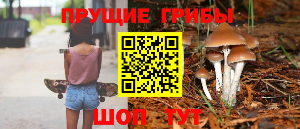 Псилоцибиновые грибы GOLDEN TEACHER Тутаев