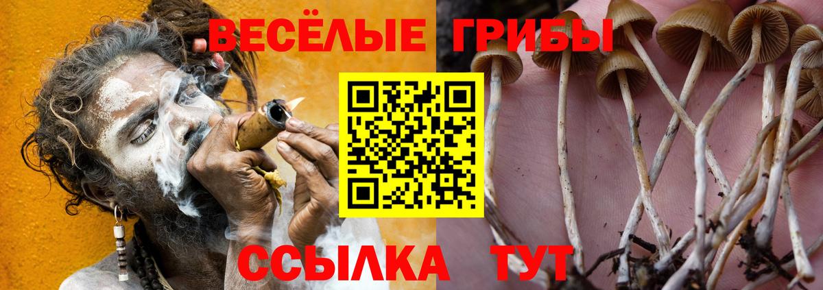 Псилоцибиновые грибы Cubensis  купить наркоту  Вход с VPN  Тутаев  Галлюциногенные грибы Magic Shrooms 
